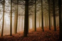 Nebel im Wald