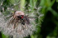 Pusteblume mit Fliege