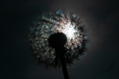 Pusteblume
