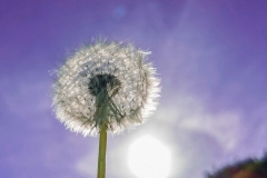 Pusteblume