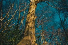 Lebensbaum