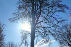 Sonne hinter Baum