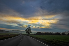 Baum an Straße