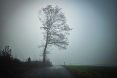 Baum im Nebel