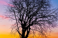 IMG_20241226_164449
