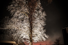 Baum im Schnee von unten beleuchtet