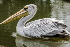 Pelikan im Wasser